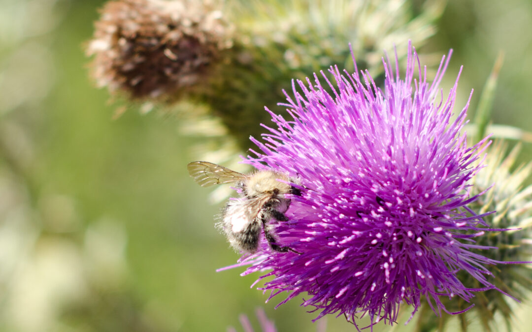 Eine Biene auf einer Diestelblüte